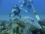 Hawaii Scuba divng 06