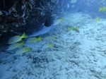 Hawaii Scuba divng 19