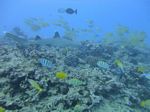 Hawaii Scuba divng 20