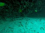 Hawaii Scuba divng 16