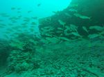 Hawaii Scuba divng 20