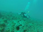 Hawaii Scuba divng 58