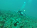 Hawaii Scuba divng 58