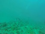 Hawaii Scuba divng 64