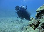 Hawaii Scuba divng 31