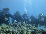 Hawaii Scuba divng 32