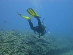 Hawaii Scuba divng 33