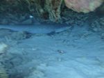 Hawaii Scuba divng 57