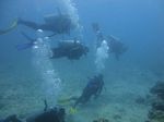 Hawaii Scuba divng 59