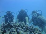 Hawaii Scuba divng 23