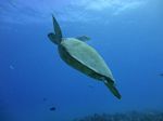 Hawaii Scuba divng 53