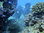 Hawaii Scuba divng 64