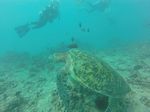 Oahu Scuba 16