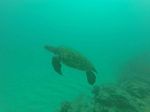 Oahu Scuba 43
