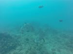 Oahu Scuba 55