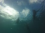 Oahu Scuba 81