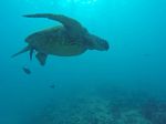 Oahu Scuba 02