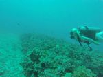 Hawaii Scuba divng 43