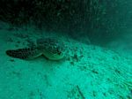 Hawaii Scuba divng 85