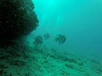 Hawaii Scuba divng 93