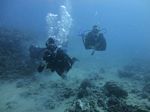 Hawaii Scuba divng 22