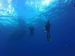 Hawaii Scuba divng 13