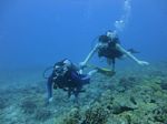 Hawaii Scuba divng 14