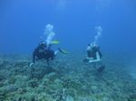 Hawaii Scuba divng 17