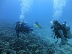 Hawaii Scuba divng 19