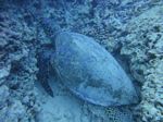 Hawaii Scuba divng 57