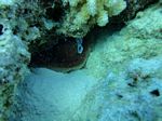 Hawaii Scuba 24