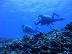 Oahu Scuba 36