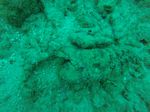 Hawaii Scuba divng 32