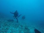 Hawaii Scuba divng 35