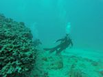 Hawaii Scuba divng 10