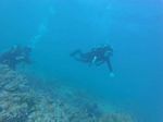 Hawaii Scuba divng 42