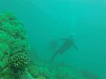 Hawaii Scuba divng 53