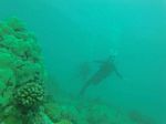 Hawaii Scuba divng 53