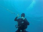 Hawaii Scuba divng 72