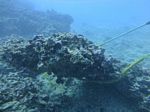 Hawaii Scuba divng 26