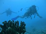 Honolulu Scuba 33