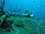 Hawaii Scuba divng 14