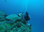 Hawaii Scuba divng 31