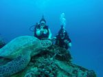 Hawaii Scuba divng 33