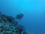 Hawaii Scuba divng 71