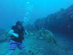 Hawaii Scuba divng 77