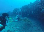 Hawaii Scuba divng 78