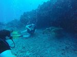 Hawaii Scuba divng 79