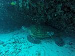Hawaii Scuba divng 85