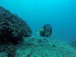 Hawaii Scuba divng 87